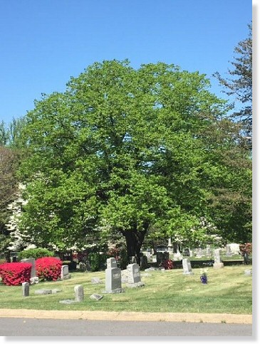 3 Single Grave Spaces for Sale $6Kea! Oakwood Cemetery Falls Church, VA Section C The Cemetery Exchange 21-0421-5