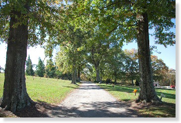 2 Single Grave Spaces for Sale $2200 for both! Westmoreland County Memorial Park Greensburg, PA Woodland The Cemetery Exchange 21-0526-3
